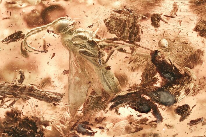 Detailed Fossil Wasp (Electroteleia) & Plant Debris in Baltic Amber #357913